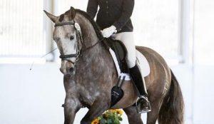Muscles for Dressage headers pic