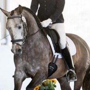 Muscles for Dressage headers pic