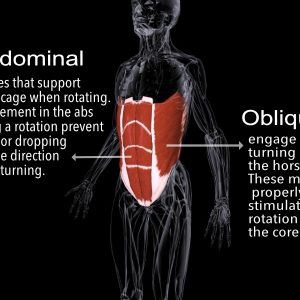 Abdominal and Obliques for Rotation