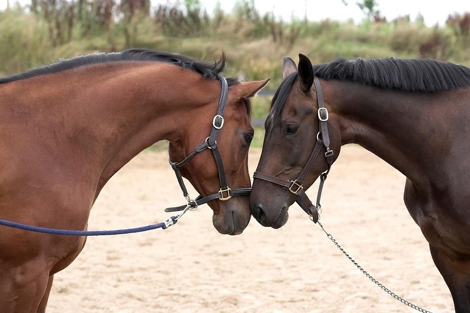 horses-1040952_960_720