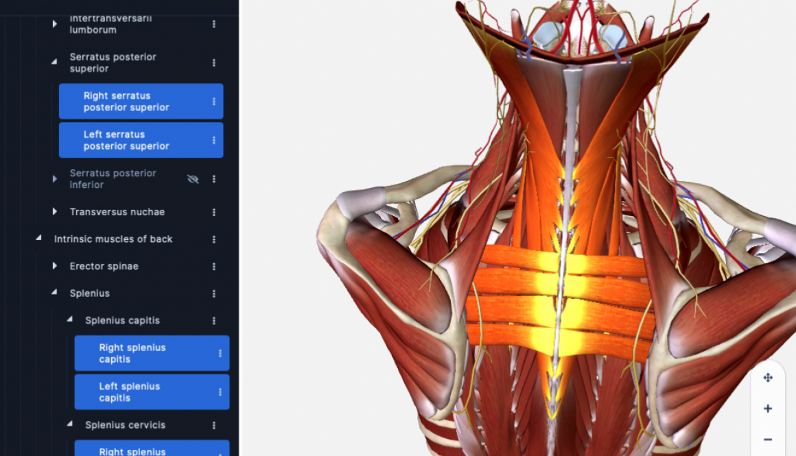 Highlighted Upper Bacck-neck muscles