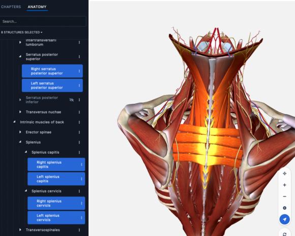 Highlighted Upper Bacck-neck muscles