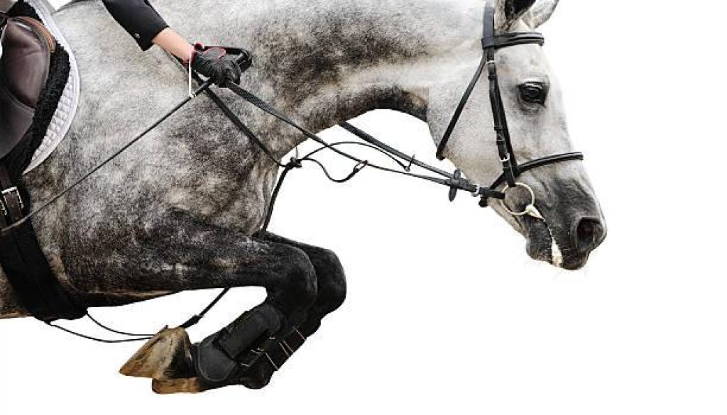 Gray horse in jumping show, isolated on white background