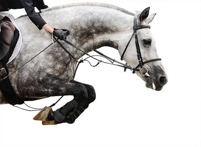 Gray horse in jumping show, isolated on white background